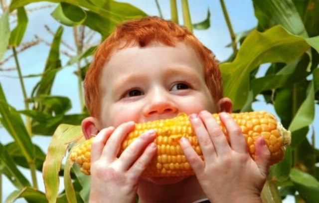 Кукурузное масло: полезные свойства и противопоказания для детей