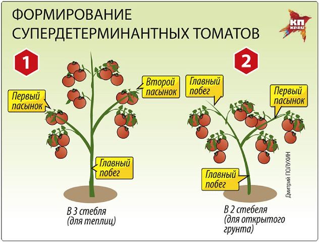 формирование супердетерминантных томатов