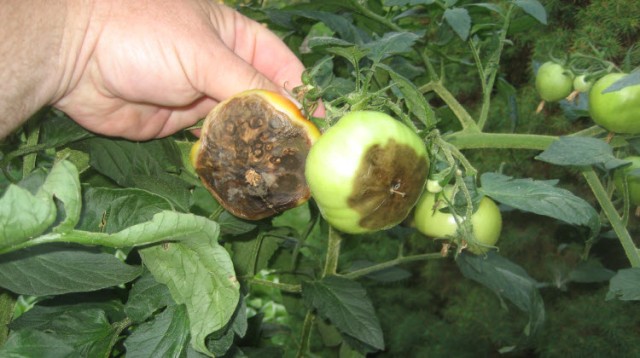 Фитофтороз на помидорах: как бороться