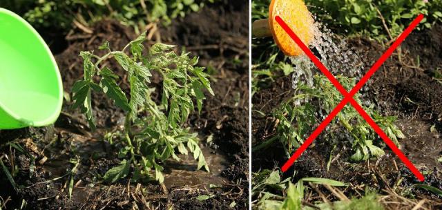 Почему скручиваются листья у помидоров в теплице: что делать