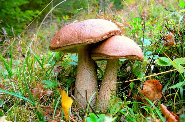 Грибная икра из вареных грибов: самый вкусный рецепт