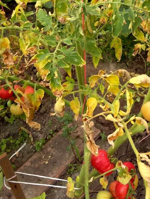 Желтеют листья у томатов: что делать