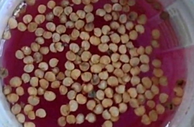 Обработка семян перца марганцовкой
