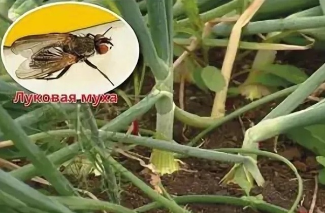 Луковая муха: как с ней бороться народными средствами