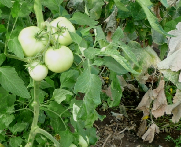 Желтеют листья у томатов: что делать
