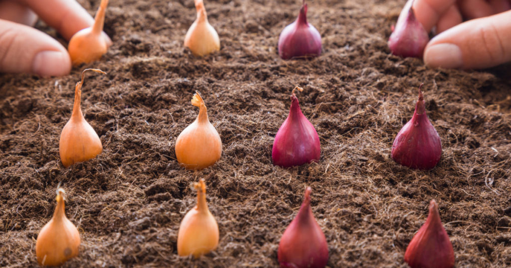 Как сажать лук севок в открытый грунт весной