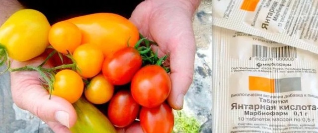 Чем подкормить помидоры с закрытой корневой системой