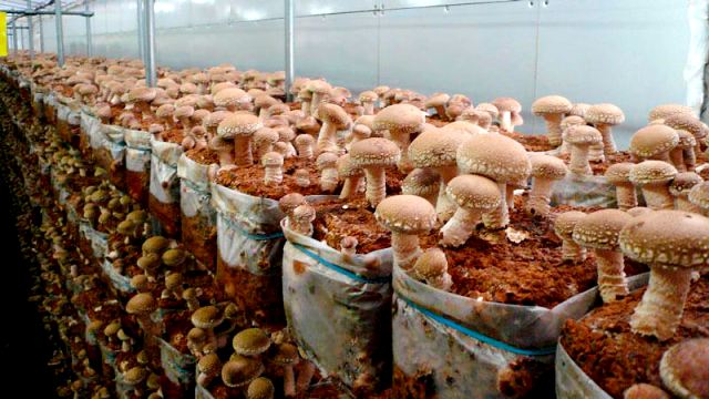выращивание грибов шиитаке в подвале