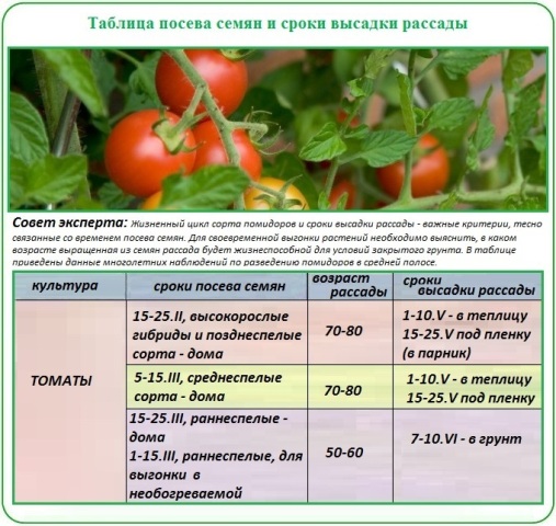 сроки посева и высадки томатов