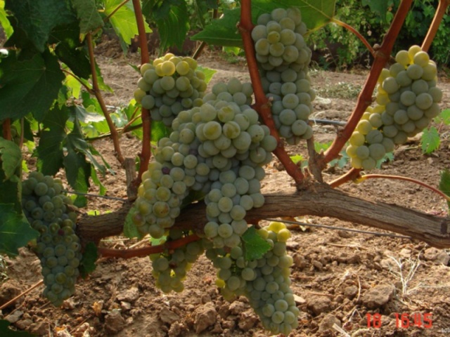 Чем подкормить виноград для хорошего урожая