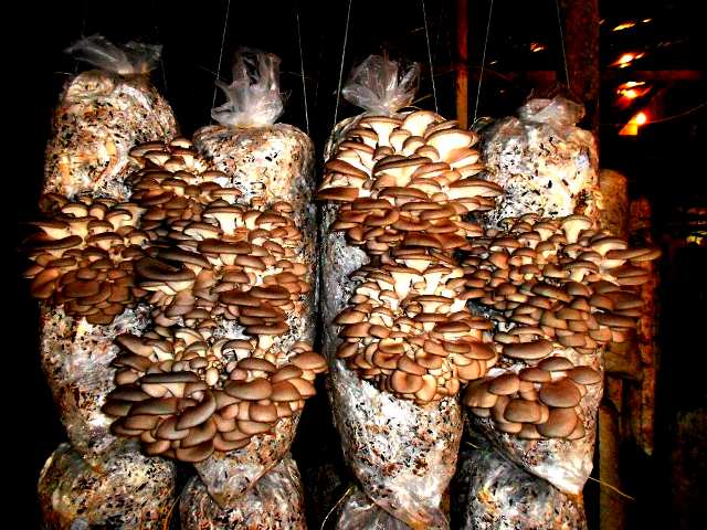 выращивание грибов в подвале