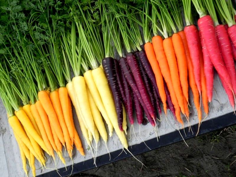 Когда сажать морковь в открытый грунт весной