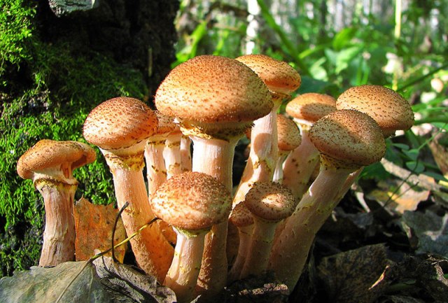Грибная икра из вареных грибов: самый вкусный рецепт из опят