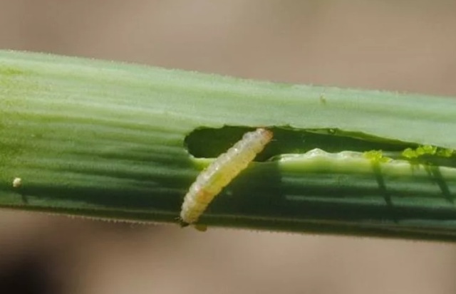 личинка луковой мухи