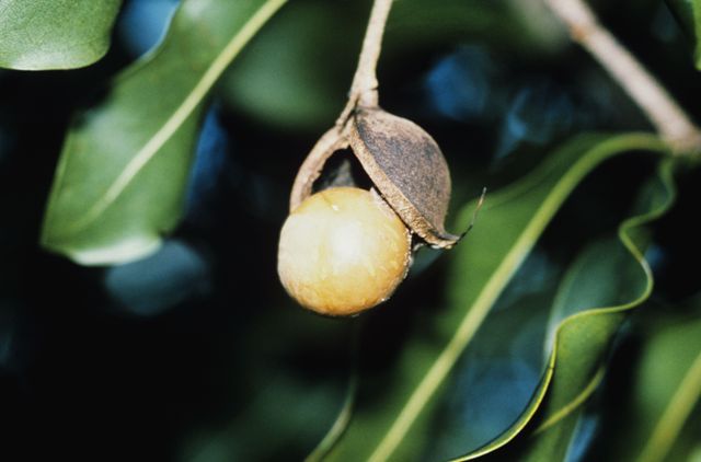 Как растет орех макадамия