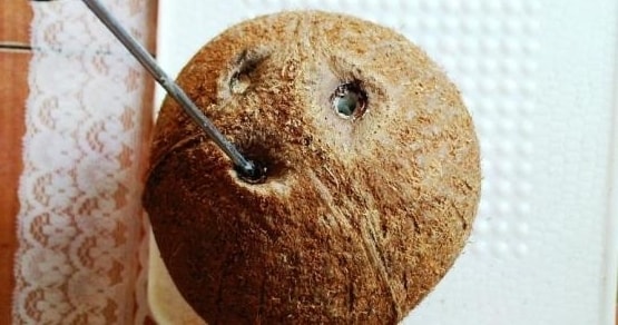 kak pochistit kokos