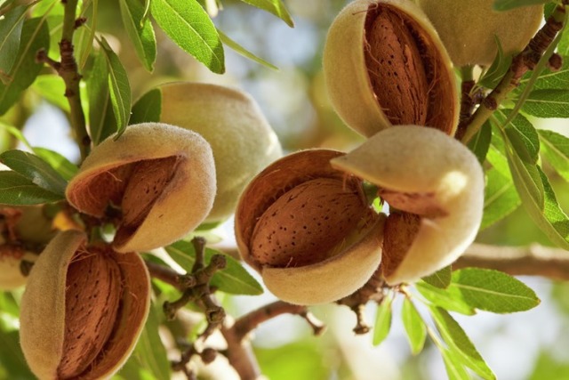 Как растут орехи миндаль