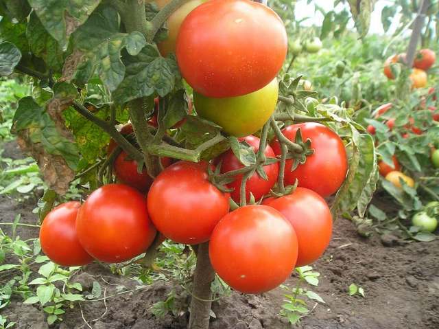 Как бороться с фитофторой на томатах в открытом грунте