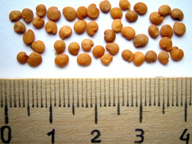 семена баклажанов размеры