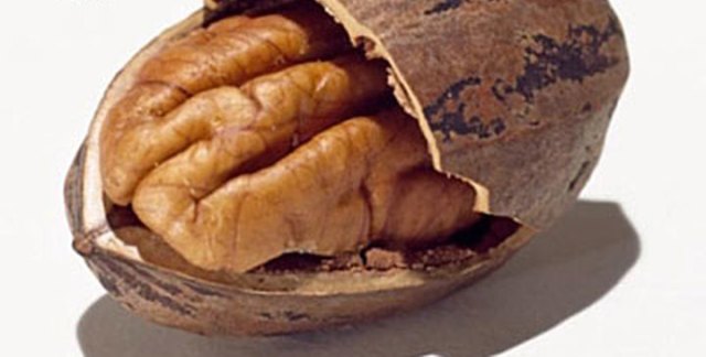 Орехи пекан: польза и вред