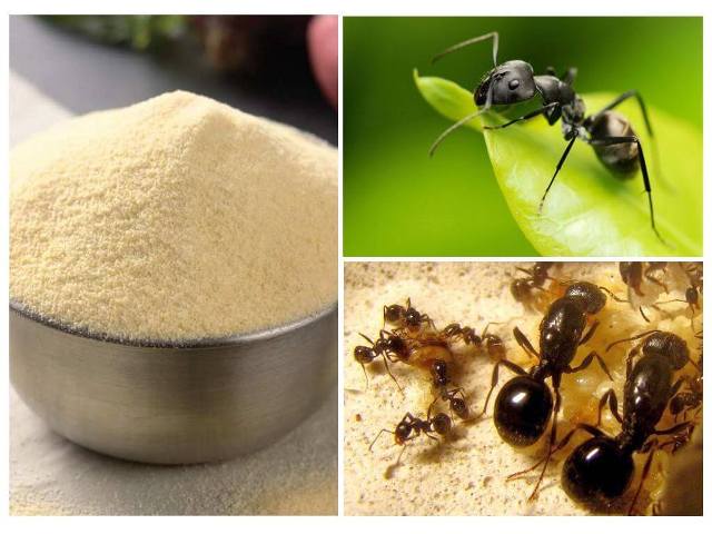 Как избавиться от муравьёв в огороде манкой