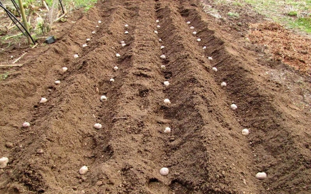 Посадка картофеля в борозду