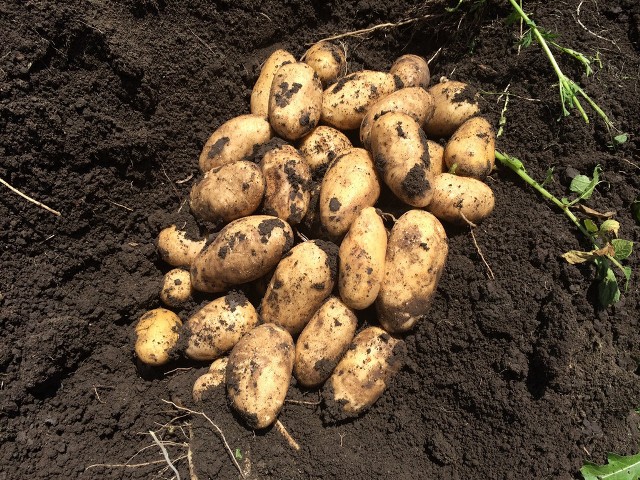 Когда сажать картофель. Сроки посадки картофеля: от чего зависят