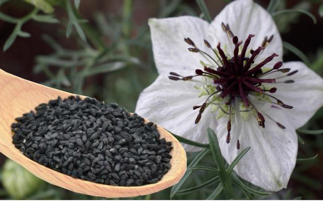 Калорийность и пищевая ценность черного тмина