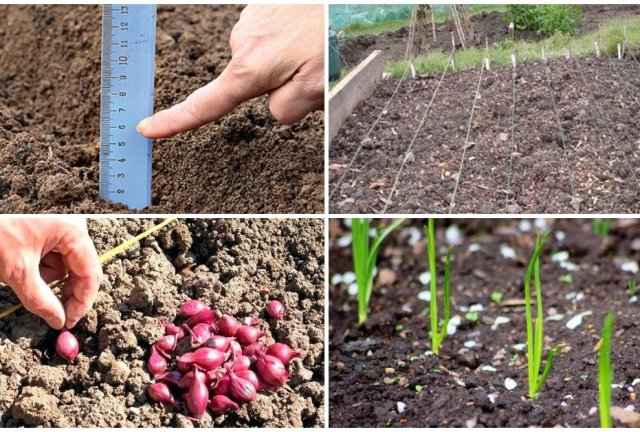 Как посадить правильно лук в зиму в разных регионах