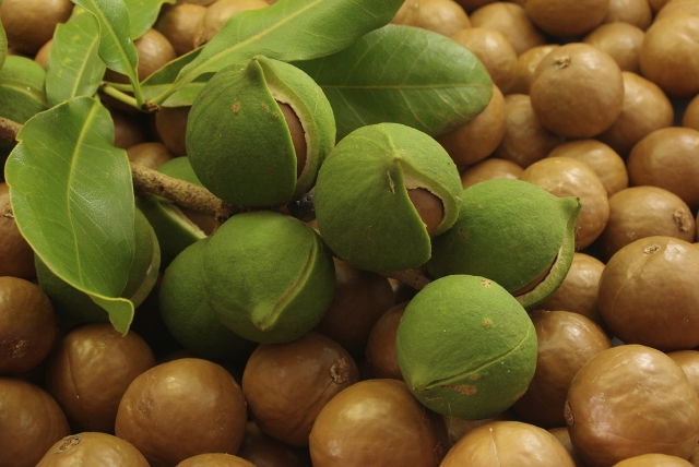 Орехи макадамия: польза и вред для организма