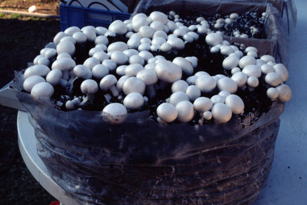 грибы в мешке