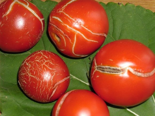 Растрескивание томатов фото