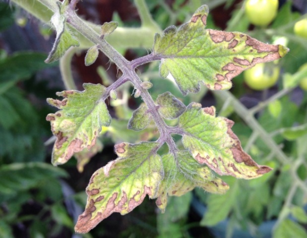 Почему скручиваются листья у помидоров в теплице: что делать