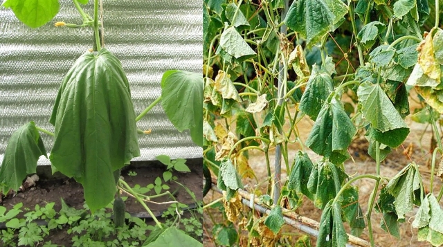 Желтеют листья у огурцов в теплице: что делать, чем обработать