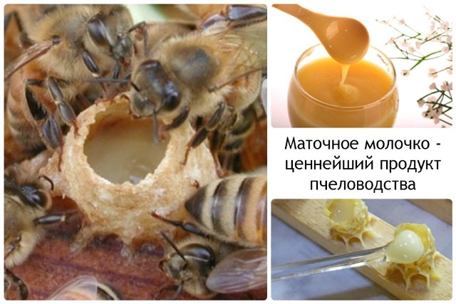Пчелиное маточное молочко: польза и вред как принимать.