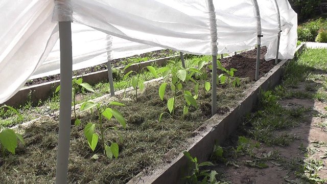Как выращивать болгарский перец