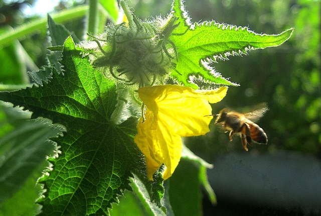 пчела летит к цветку огурца