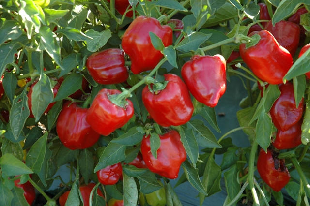 Как выращивать болгарский перец