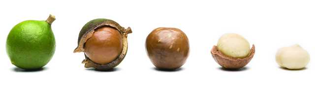 Орехи макадамия: польза и вред для организма при похудении
