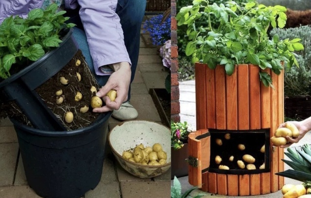 Способы посадки картофеля