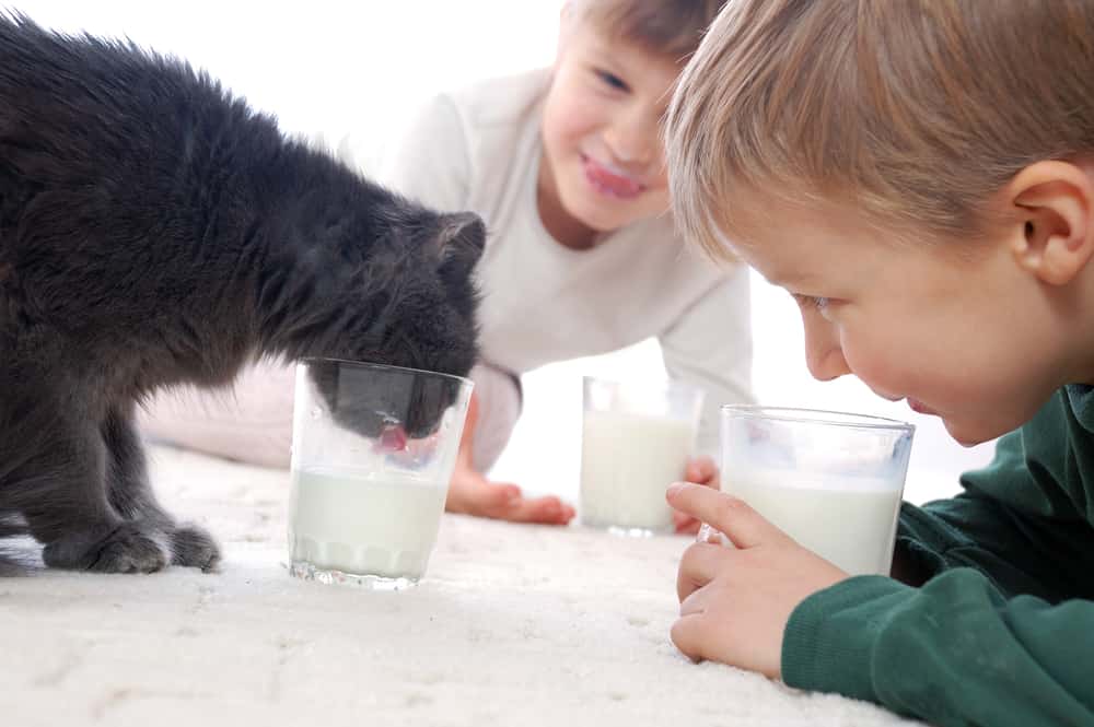Животные пьют молоко. Детеныш пьет молоко. Кот выпил молоко. Котят учат лакать молоко.