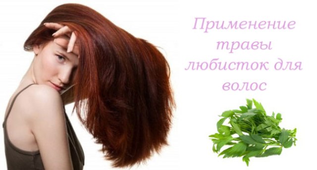 Любисток: лечебные свойства для женщин