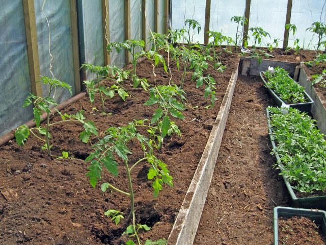 Как вырастить рассаду помидоров в домашних условиях