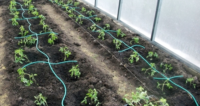 Как вырастить помидоры в теплице Капельный полив в теплице