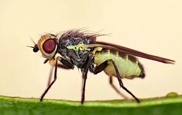 Луковая муха: как с ней бороться народными средствами