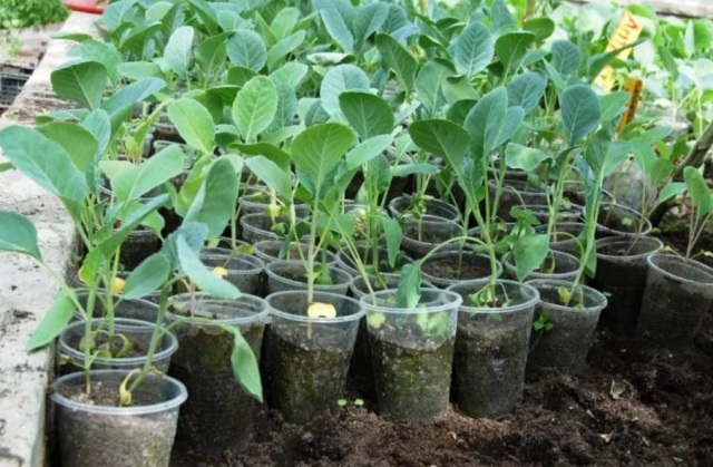Выращивание рассады капусты в домашних условиях. Уход после пикировки