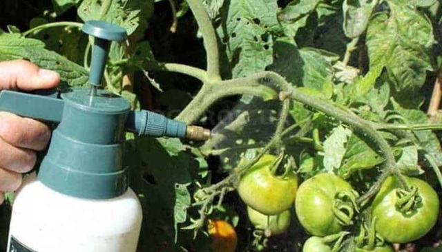 Йод для растений как удобрение для томатов