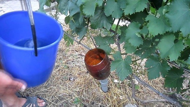 Как правильно подкармливать виноград