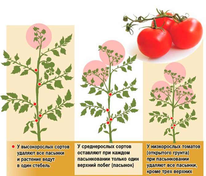 Как вырастить помидоры в теплице: пасынкование томатов