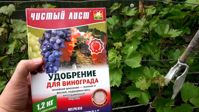 Чем подкормить виноград для хорошего урожая